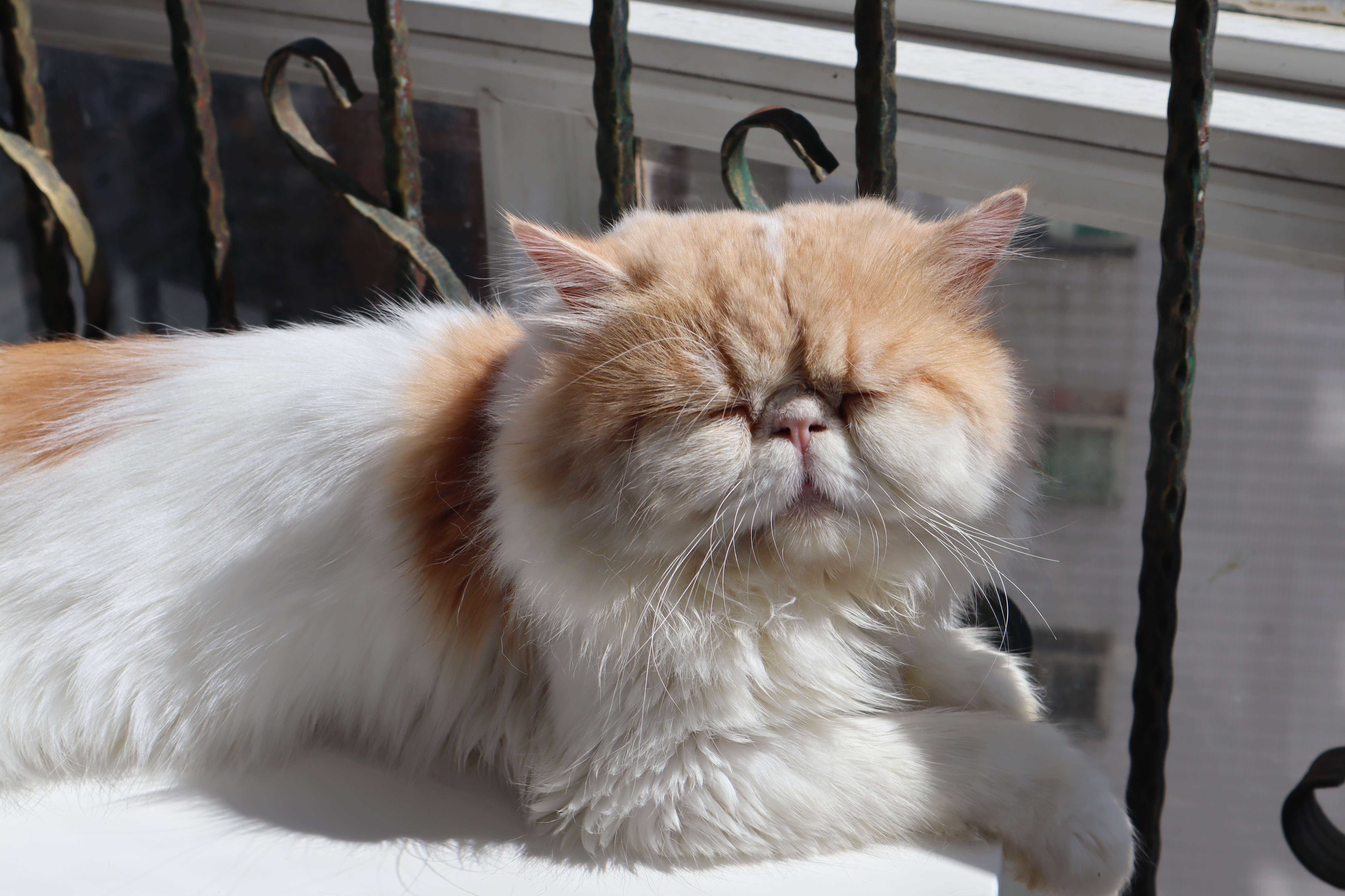 Why do cats always vomit "yellow water"? iNEWS