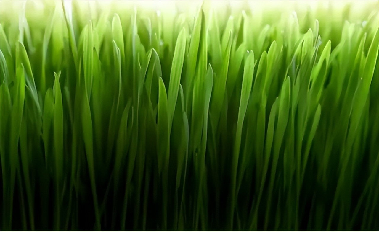 5 benefits of cats eating cat grass that you didn't know about? iNEWS