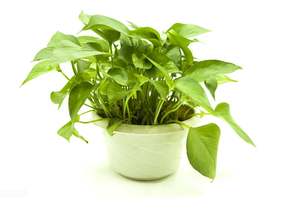 Green plants that can remove formaldehyde include these iNEWS