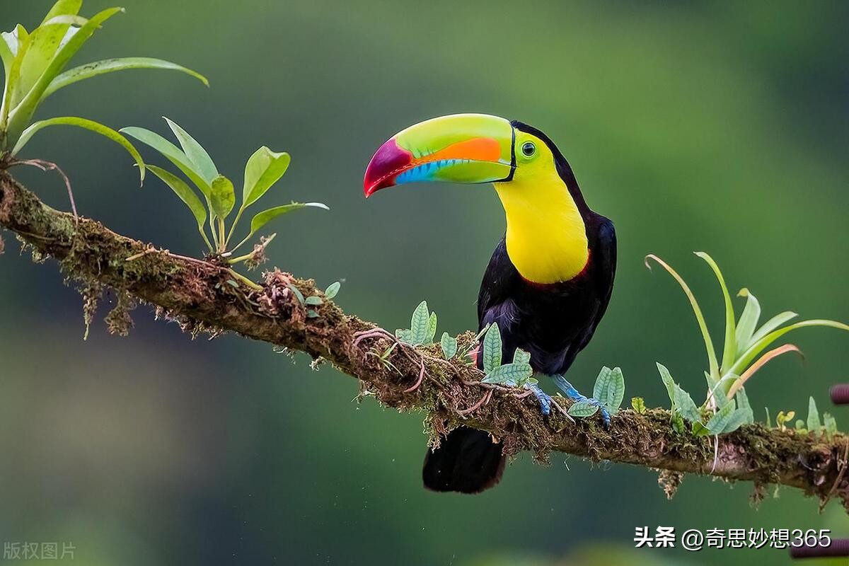 amazing bird feathers - iMedia