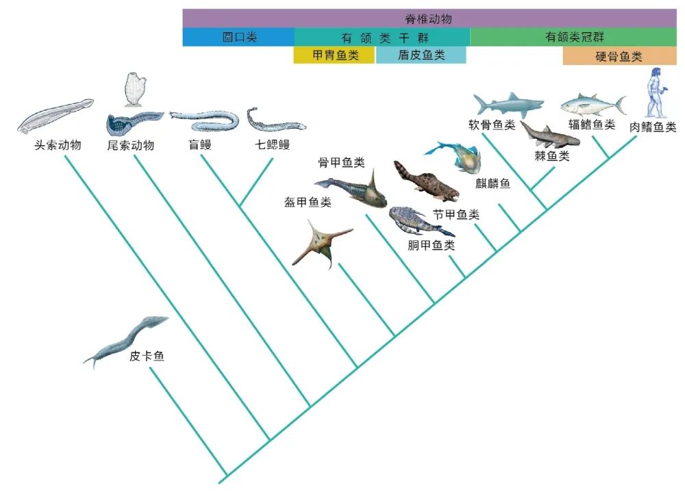 我們的耳朵曾經是魚類的鰓 - 頭條匯