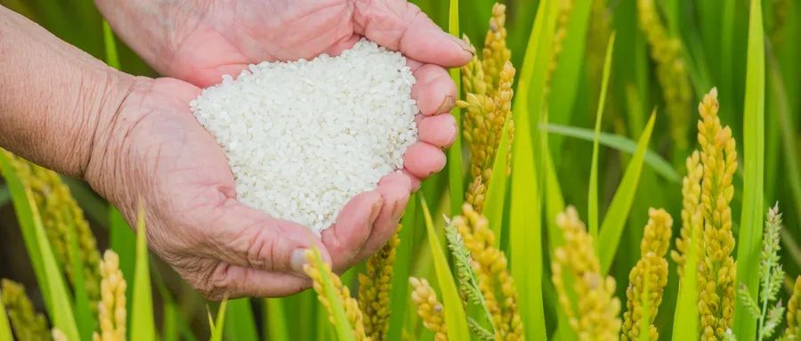 When buying rice, no matter what brand it is, as long as there is no ...