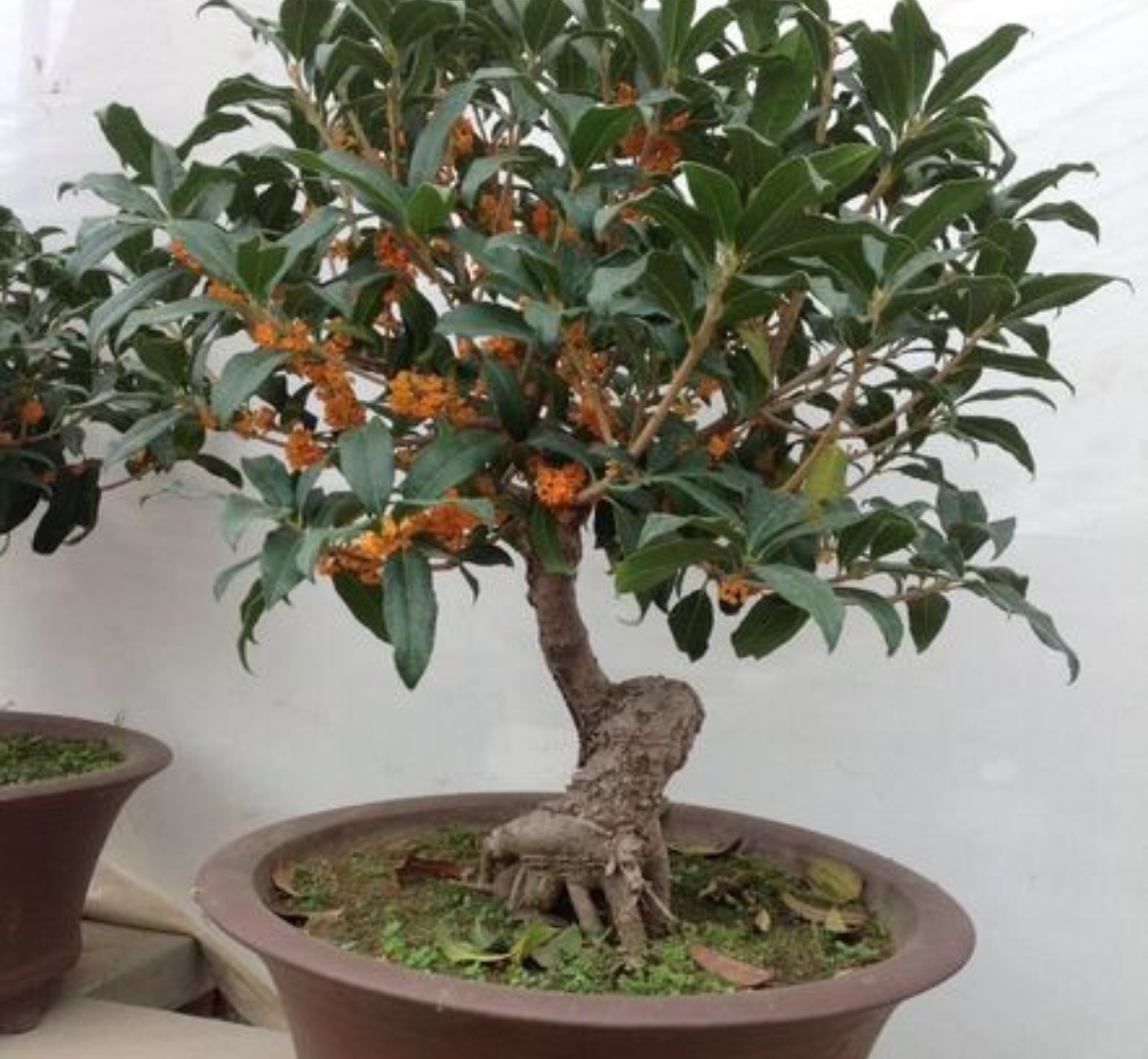 5 kinds of flowers with strong fragrance, keep a pot at home, fragrant