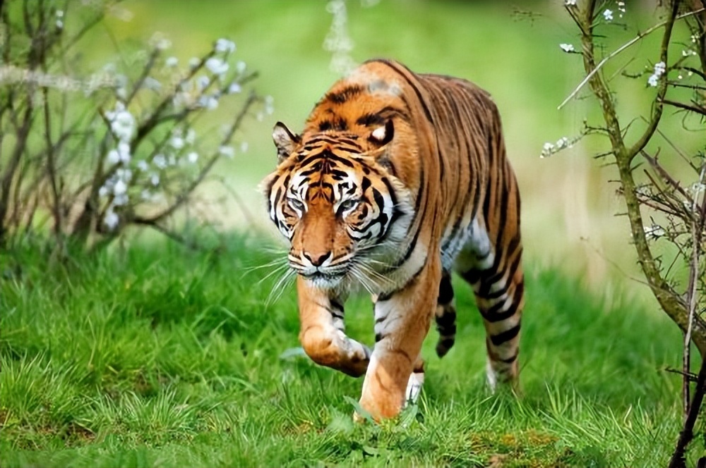 Why do humans need to protect tigers?It's all for the future of mankind