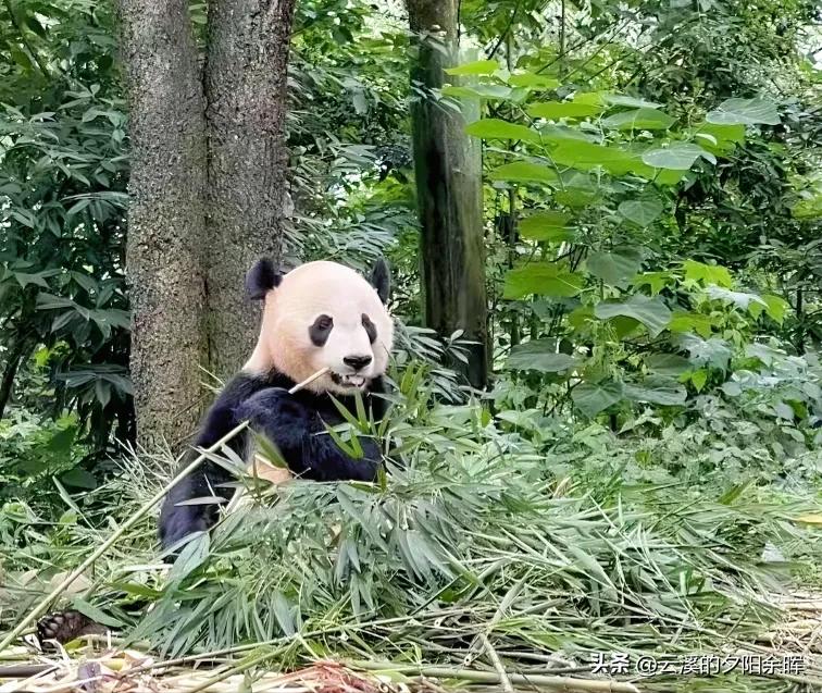 What happened to the giant panda YY's family in the United States, and the worrying situation of