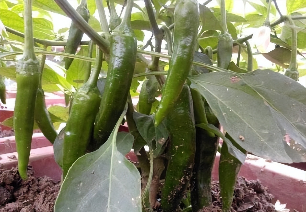 Grow peppers at home, 3 simple steps, the peppers are covered with