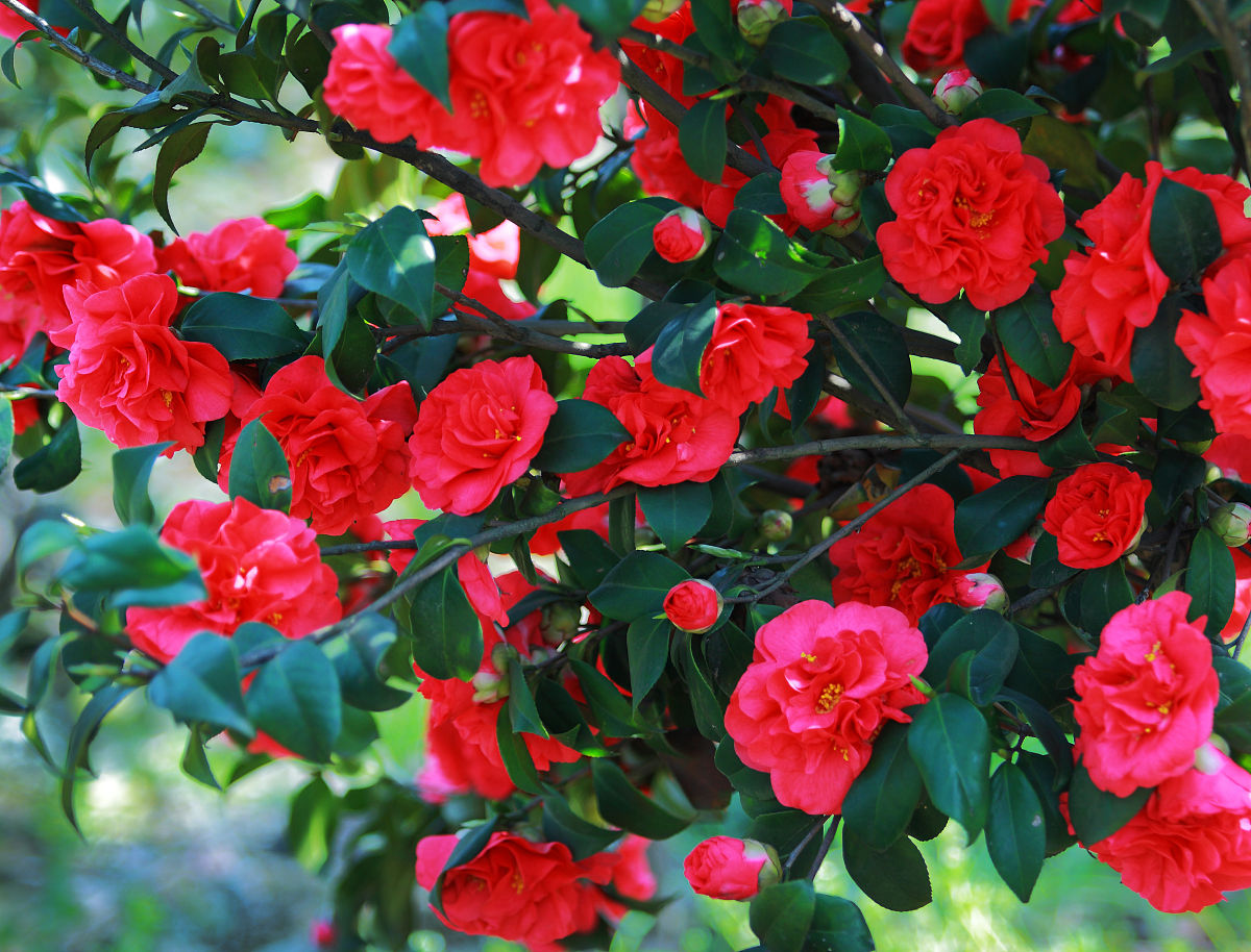 When raising camellias in dog days, pay attention to 2 more and 2 less
