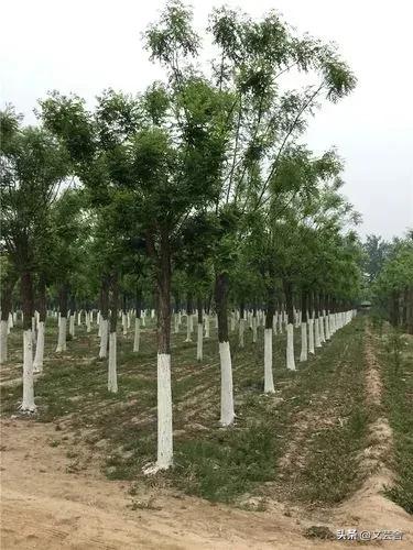Native tree species popular science series 8 - Chinese pagoda tree: a ...