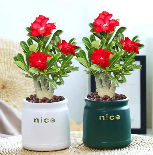 What green plants are suitable for your new home?These green plants