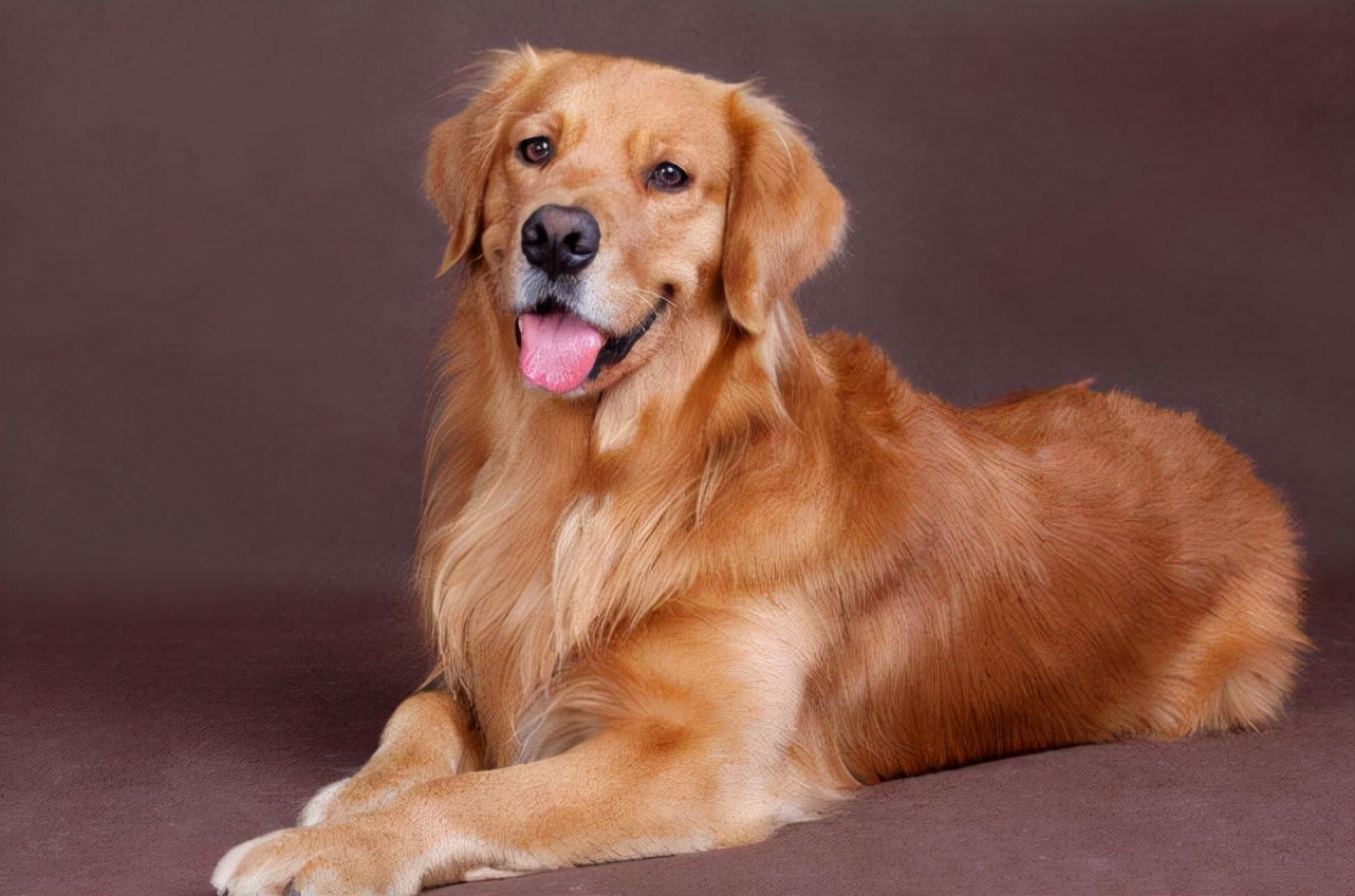 Inventory of 4 "nonaggressive" dogs to see if your dog is on the list