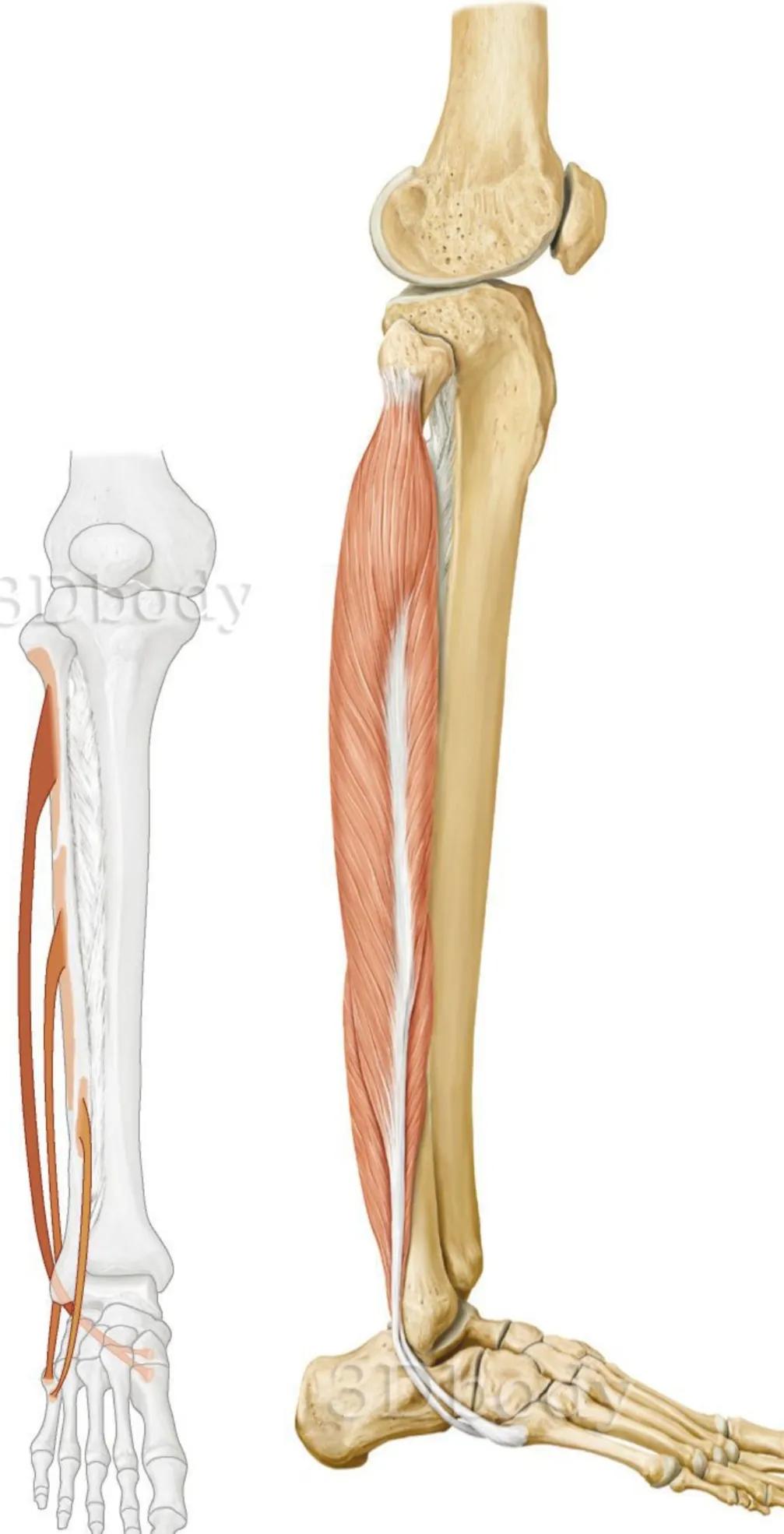 One Muscle in One Day - Peroneus Longus - iNEWS