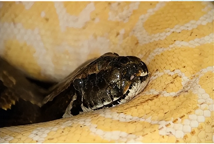 How big is the biggest snake in China?The Sichuan python incident is ...