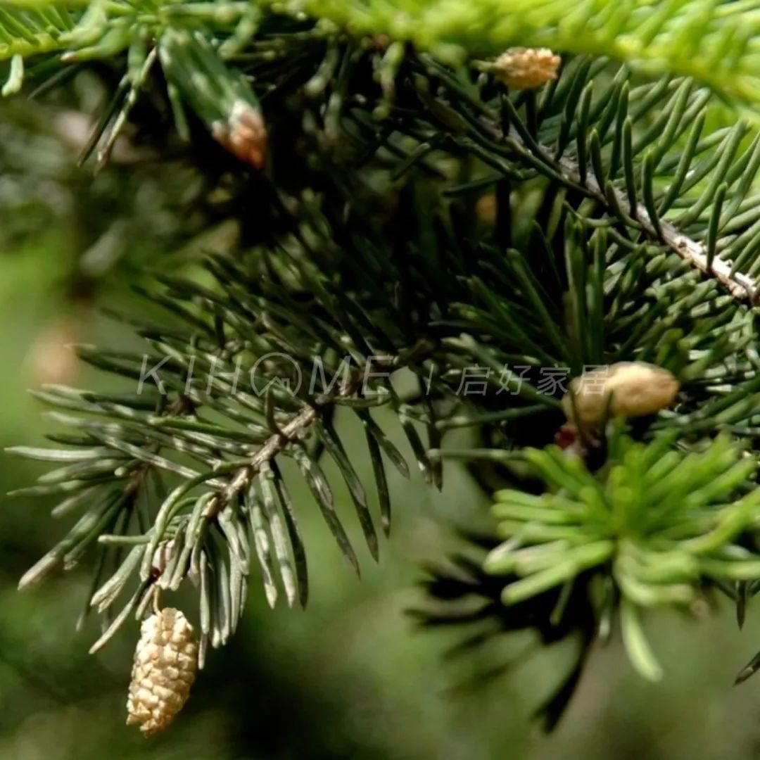 Spruce the tree of longevity iMedia