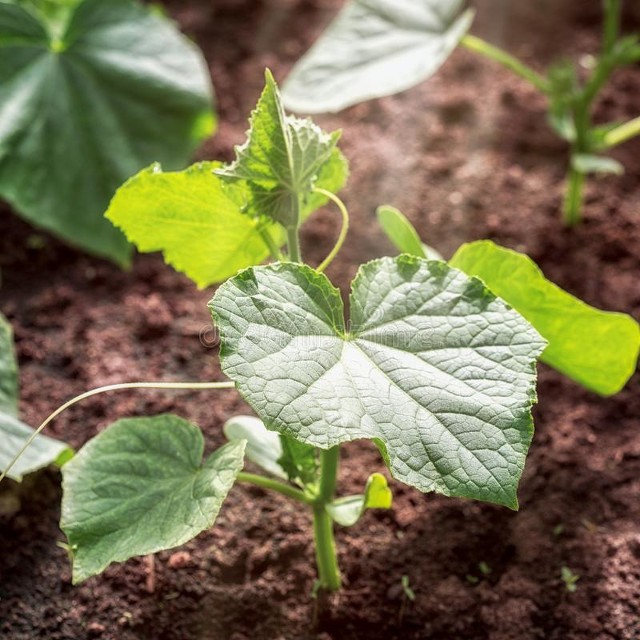 How are cucumbers grown? 5 agricultural proverbs tell 5 