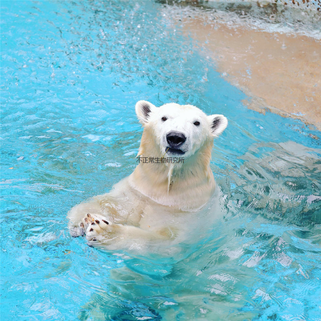 The polar bear in the Osaka Zoo in Japan is really cute, and its ...