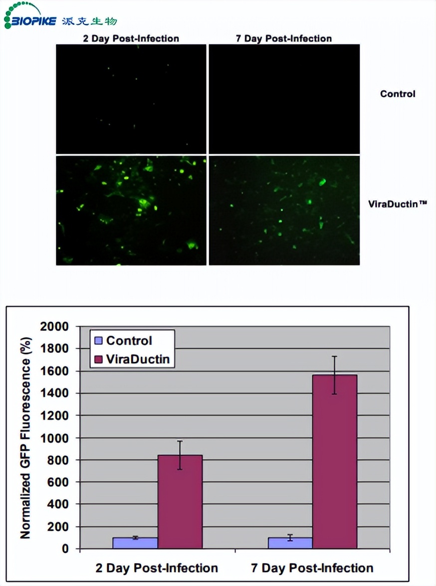 Cell Biolabs - Parker Bio Adeno-Associated Virus Transduction Kit - iNEWS