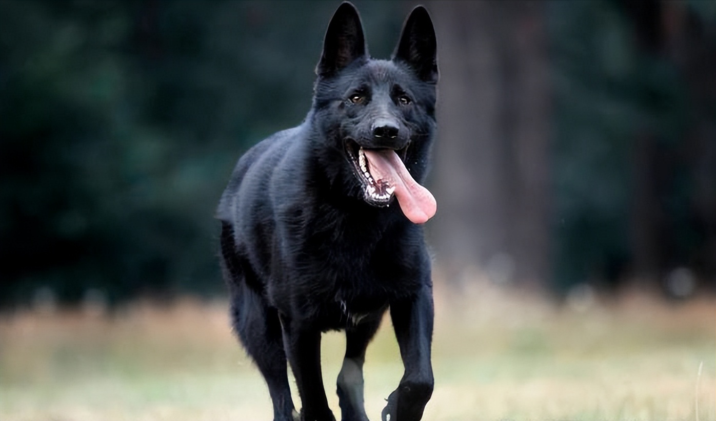 Why is it not to have a black dog?After reading these