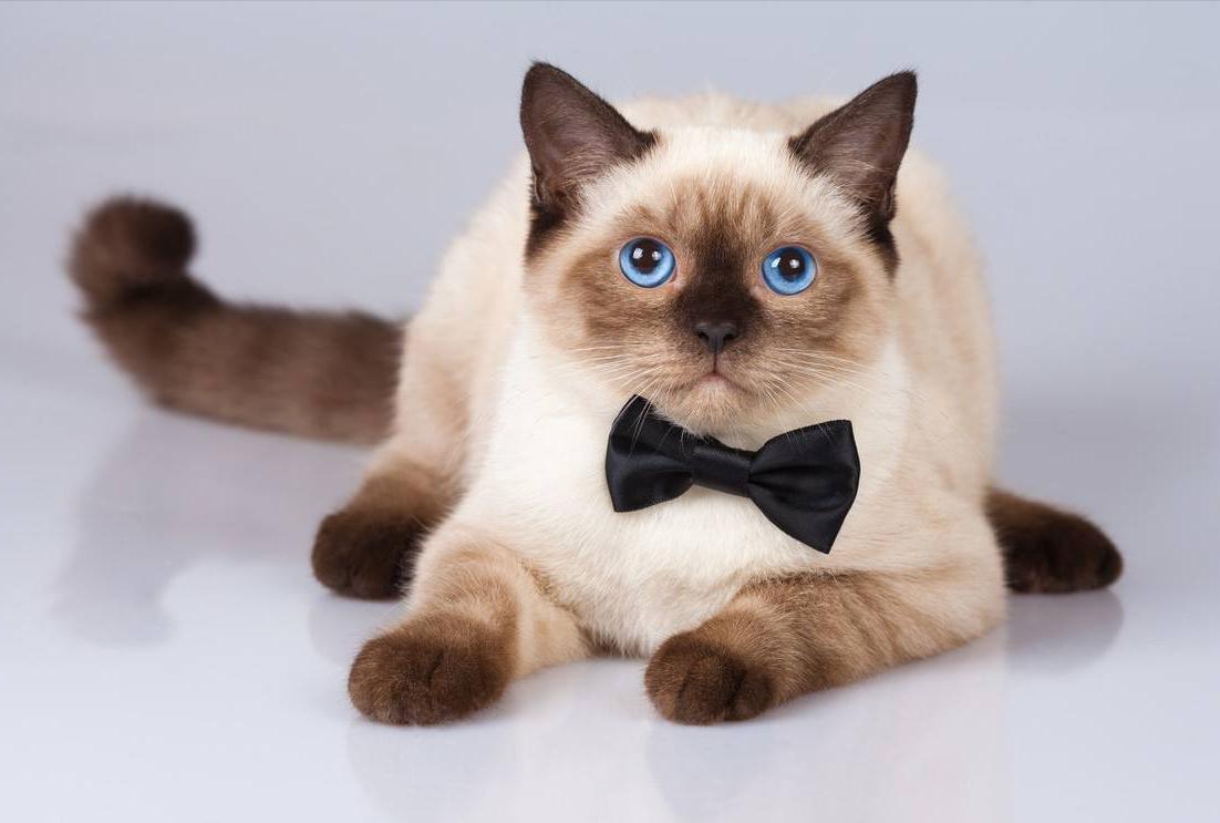 What causes Siamese cats to loose stools? iNEWS