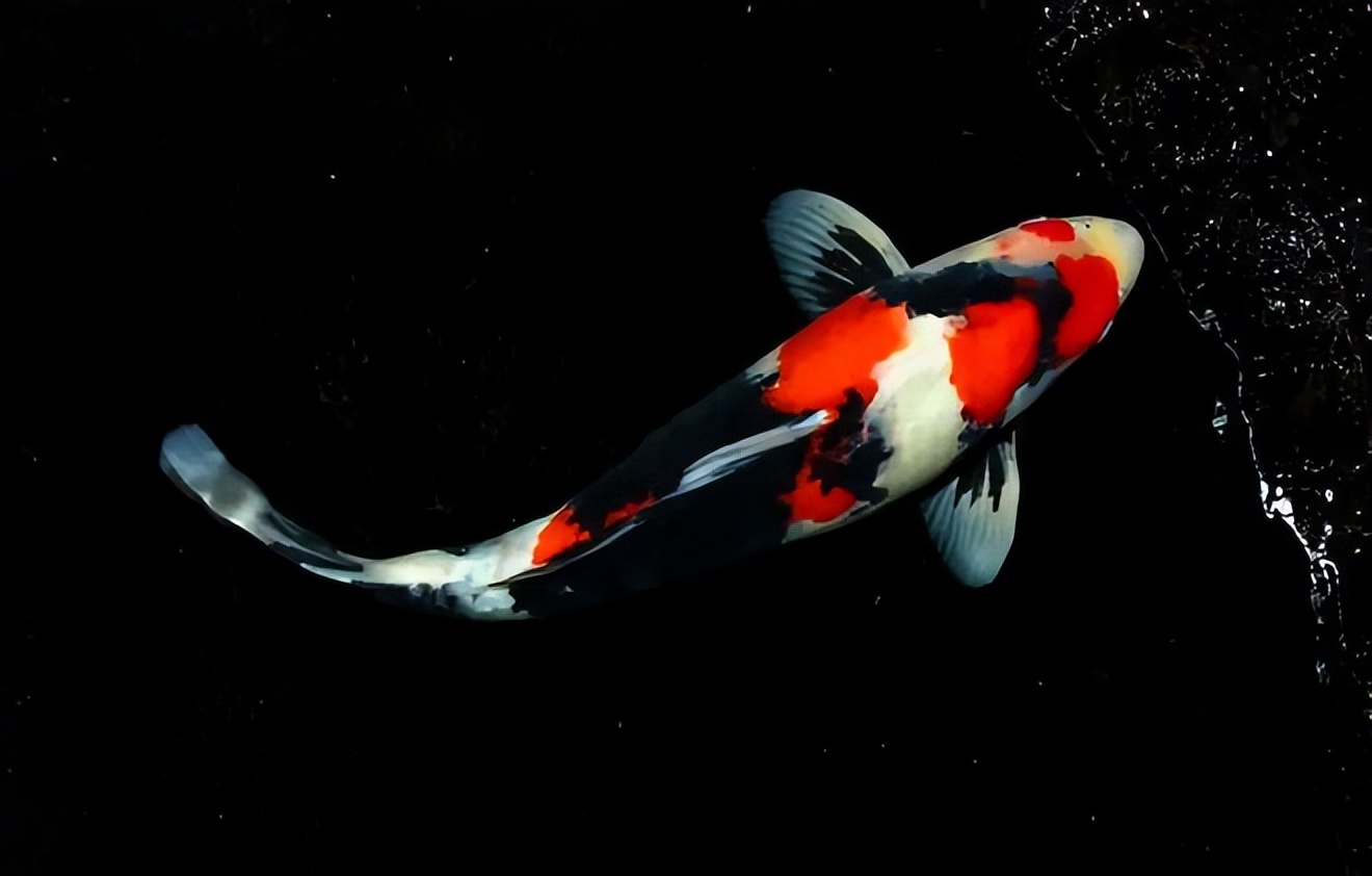 Koi-Do you know how to classify Koi? Take a look at these 10 categories