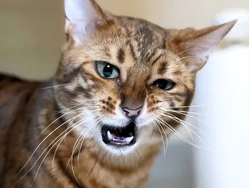 My cat has a cold, how should I take care of it? iNEWS