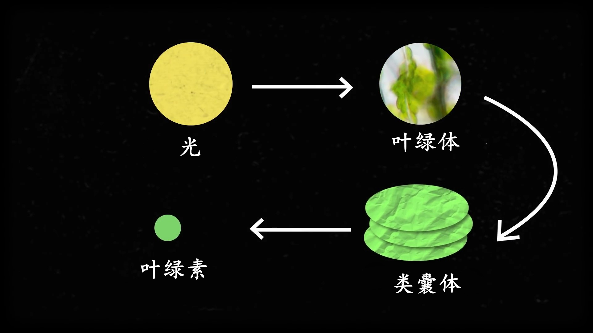 Quantum Biology How Plants Use Quantum Mechanics iNEWS
