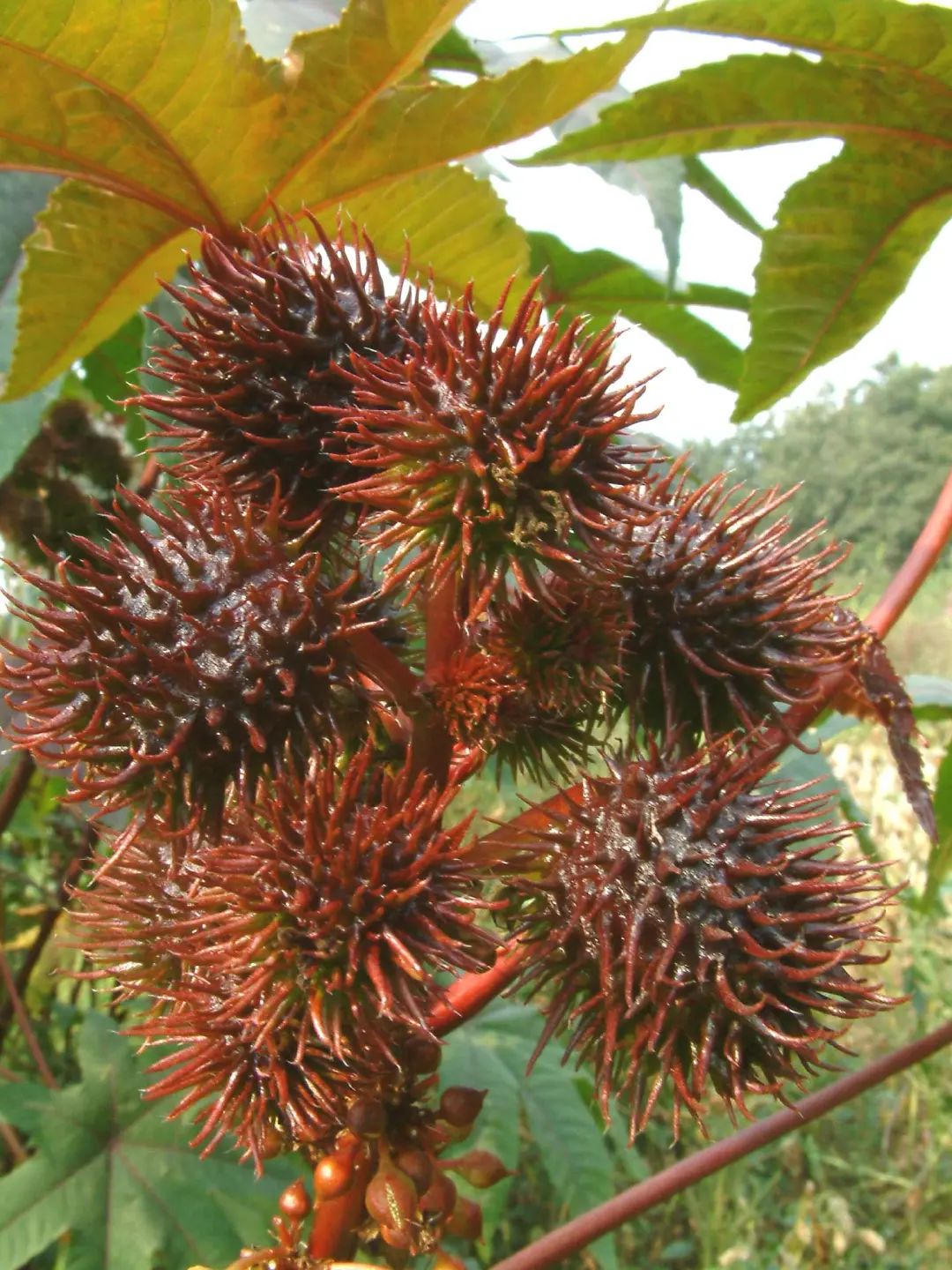 Why is castor plant a biological weapon? In the past, it was roasted ...