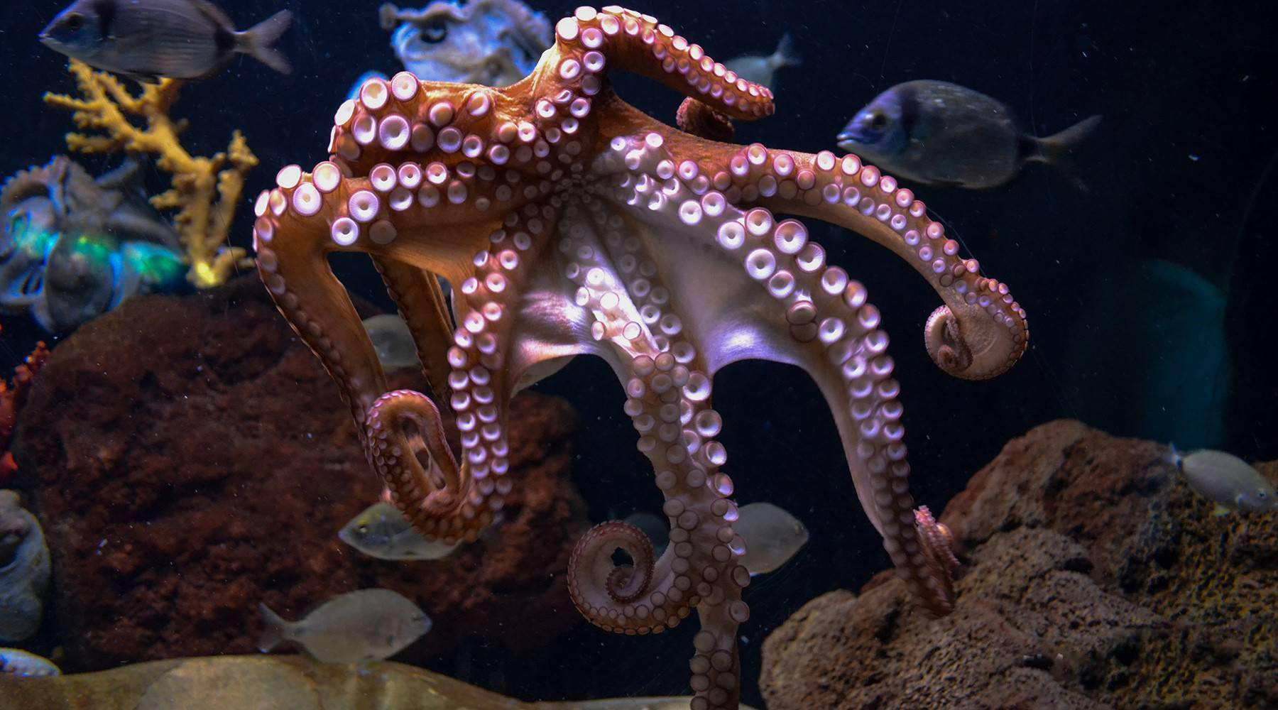 Why are octopuses so smart? Why did the octopus with such a high IQ not