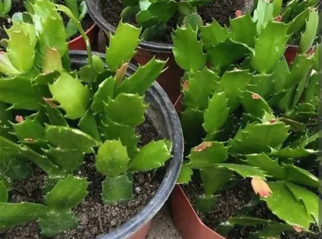 Cut 5 kinds of flowers, you don't have to wait until spring, cuttings