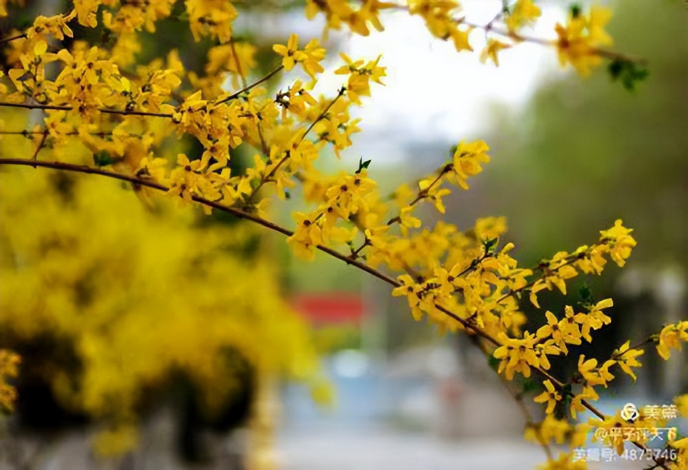 Peach blossoms in early spring in February iNEWS