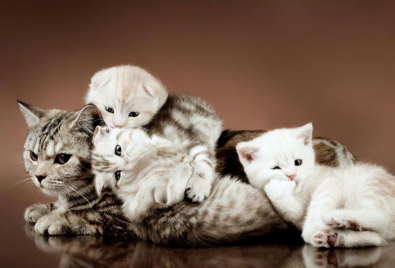 Cats always love to sleep with their owners, not to express love, but to have these meanings iNEWS