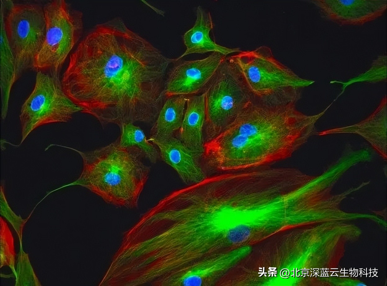 What is live cell imaging and how to get a good live cell imaging ... Biology Diagrams