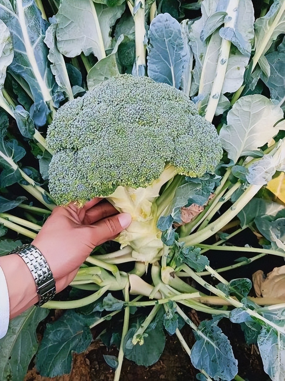 Main points of broccoli root maintenance - iNEWS