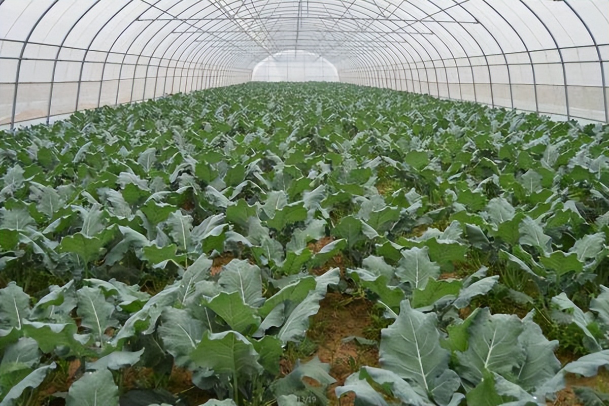 Main points of broccoli root maintenance iNEWS