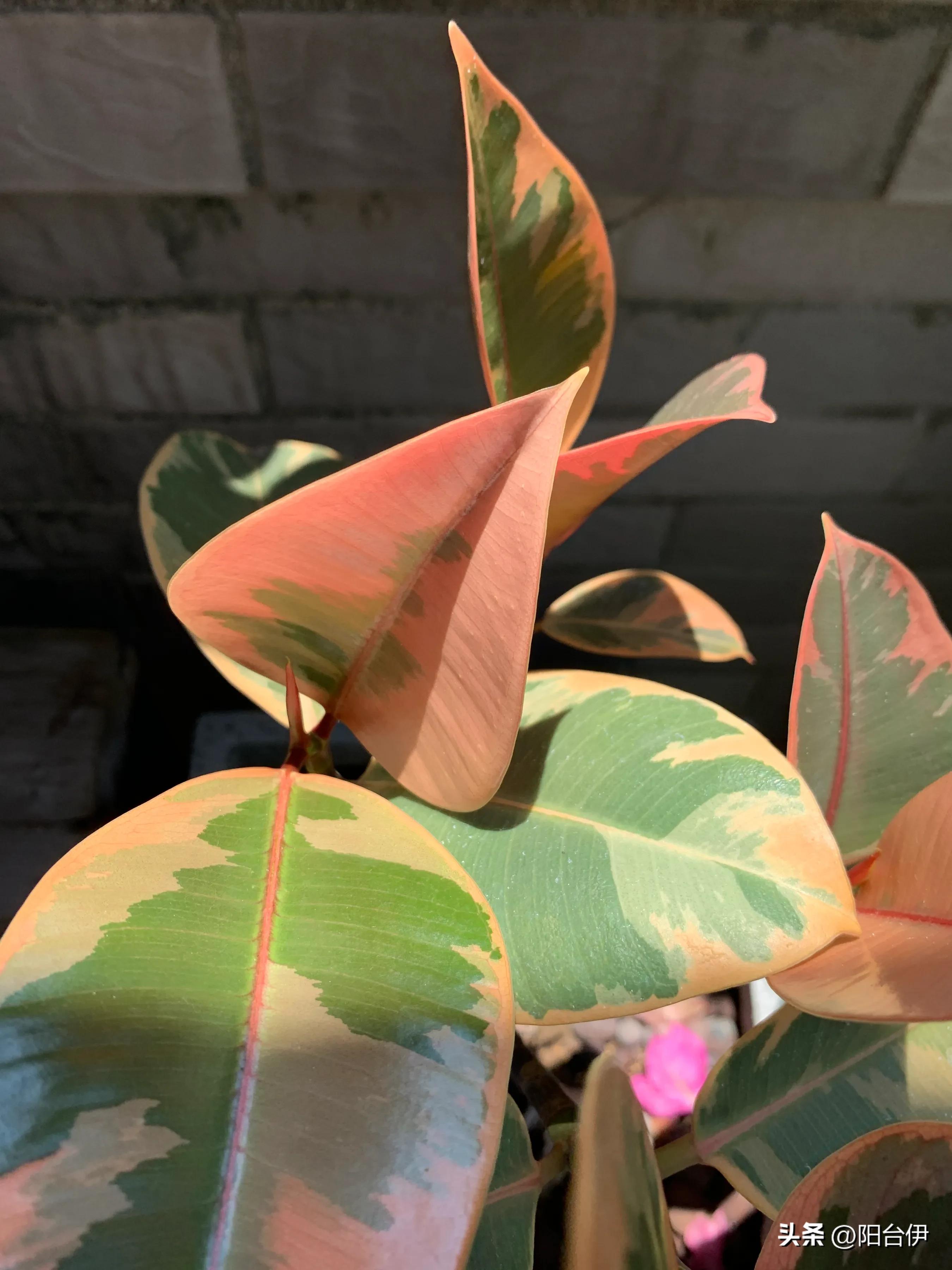 Rubber tree (Red Guan Gong) recent situation iMedia