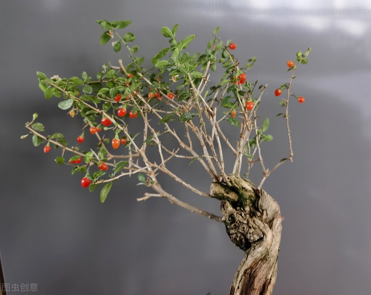 Lycium barbarum 100 questions 4: Goji berry bonsai is beautiful and  delicious, 5 planting methods are given to you - iNEWS