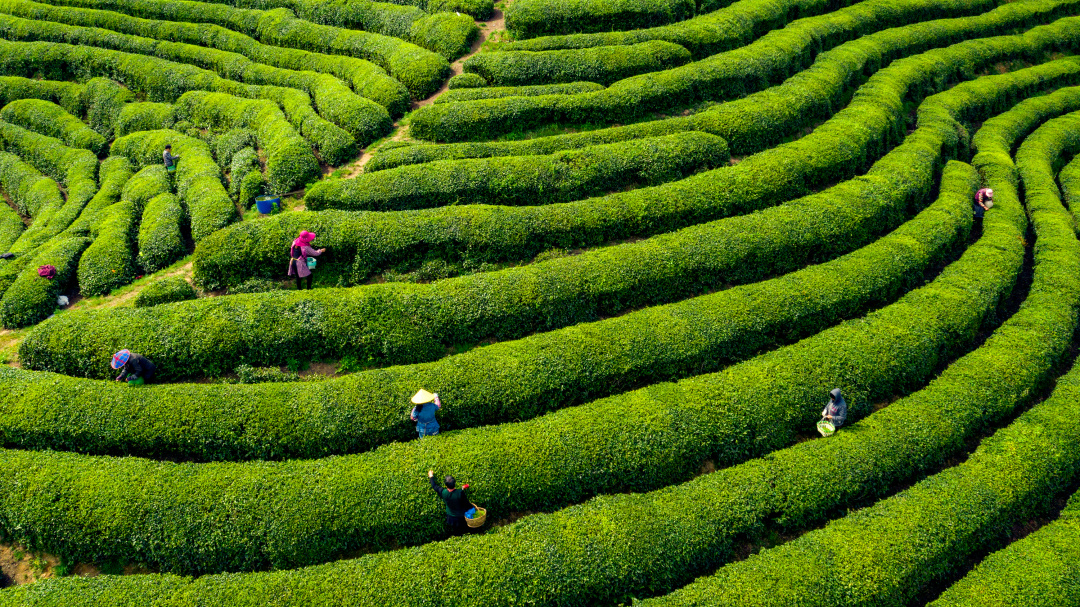 China's 4 major tea-producing destinations!It's time to travel in the ...