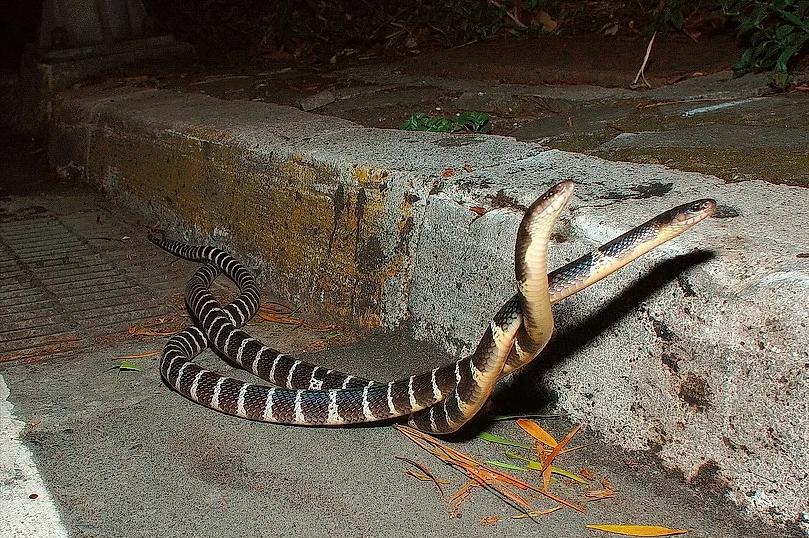 31 photos of rare creatures sharks and eels eat pufferfish and get