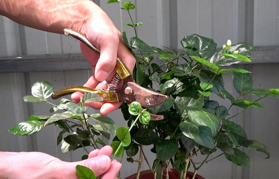 Raising jasmine flowers after the frost falls, it is most likely to ...