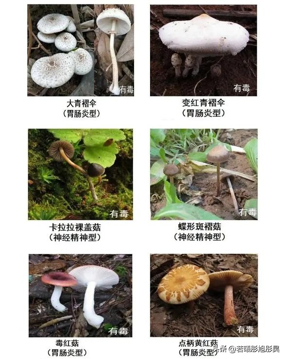 Can mushrooms communicate with each other?British study shows