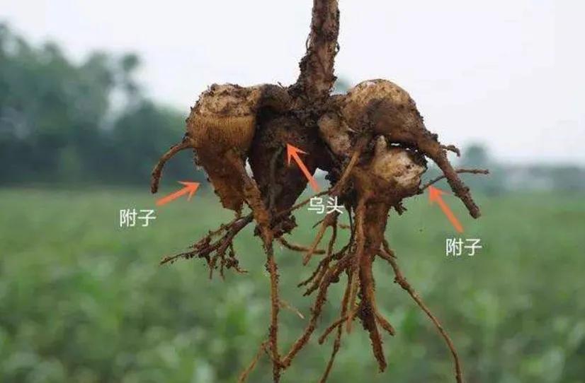 Gu Poison Is there any scientific basis for