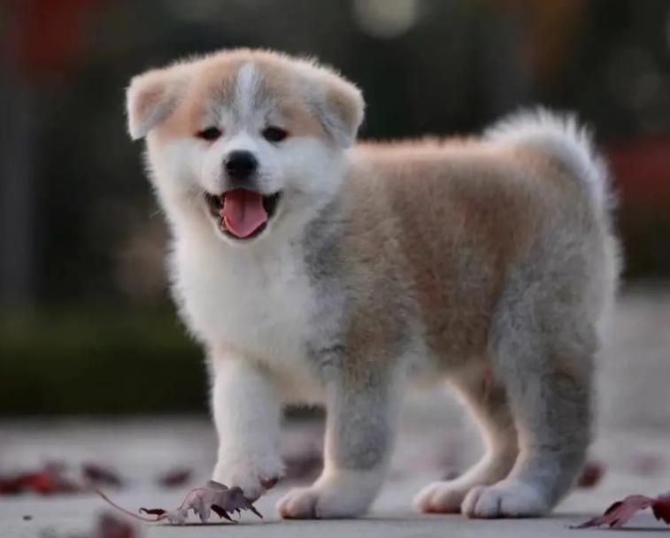 Japan's National Treasure Dog Breed - Akita Inu! - iMedia
