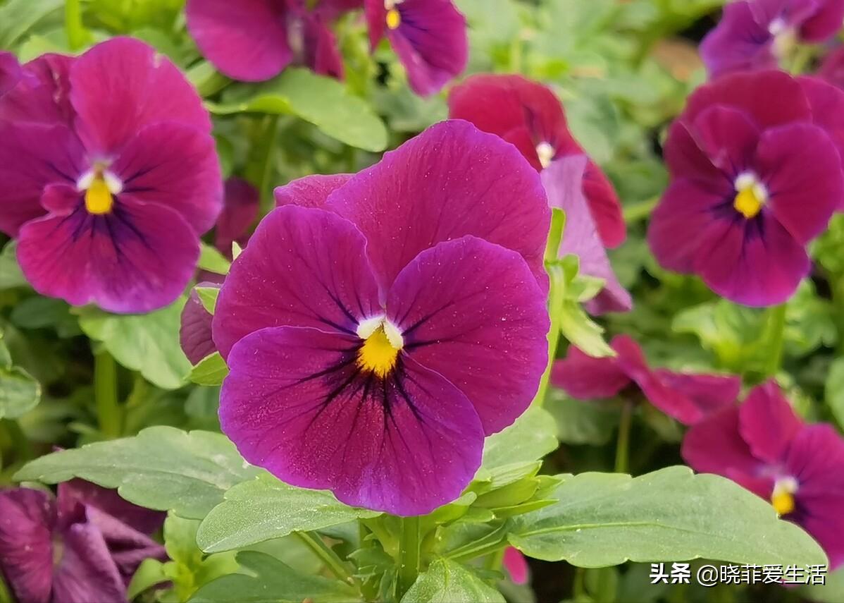 6 kinds of "coldresistant flowers" that can "bloom brilliantly" even