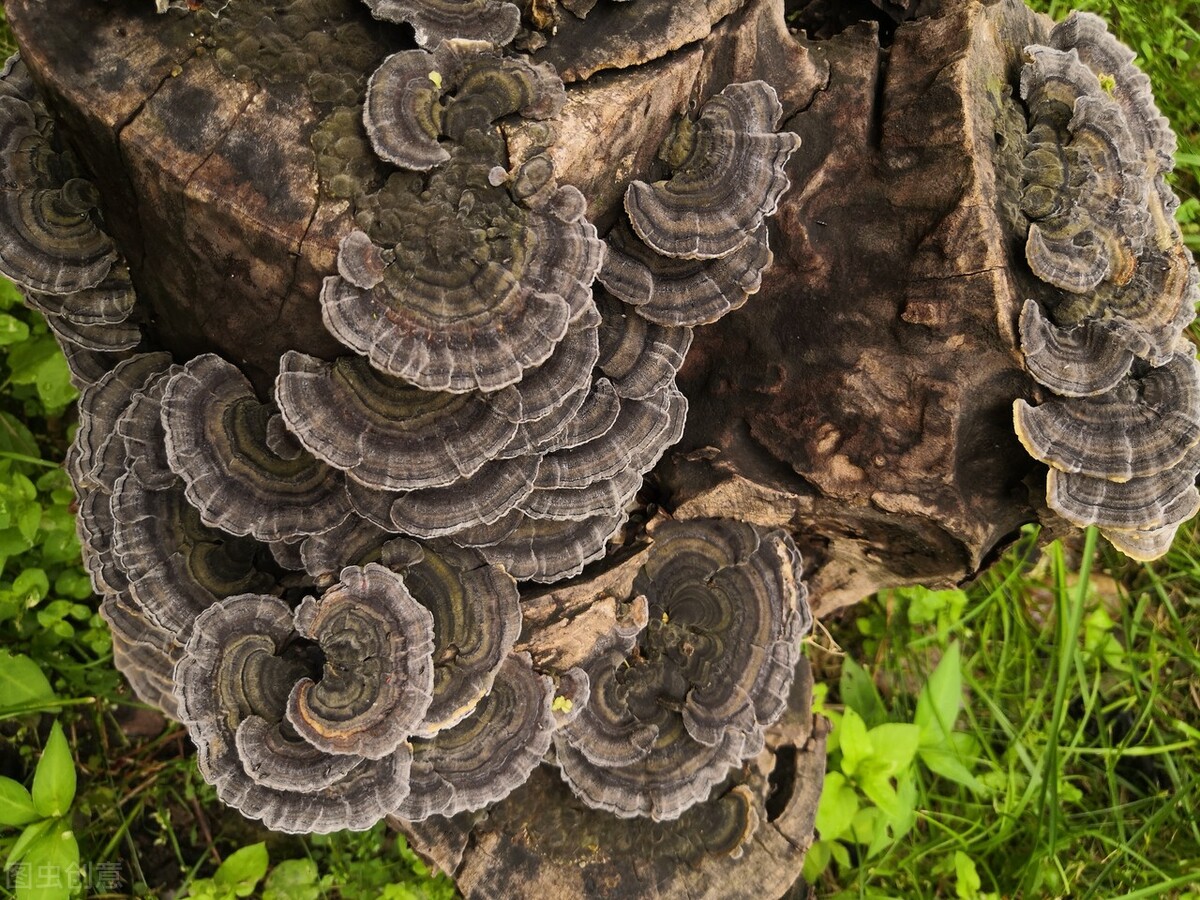 Yunnan wild mushroom known as