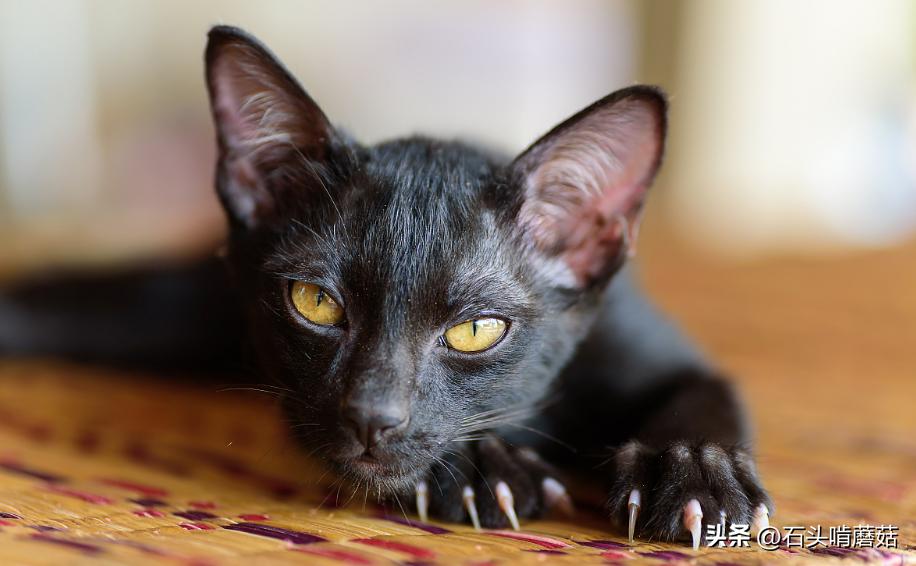 What are the disadvantages of cats having too long nails? iNEWS