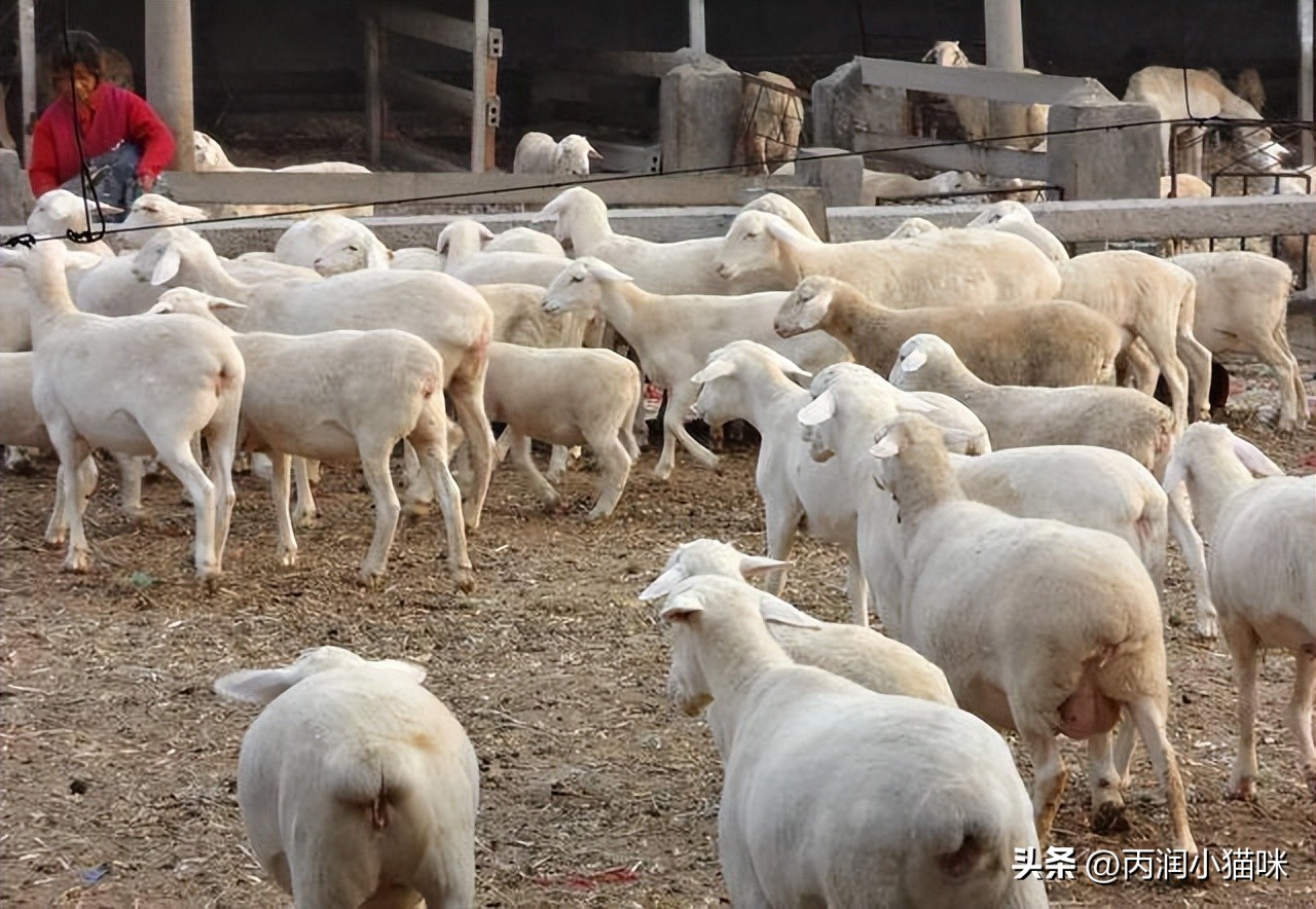 How much money do you earn a year by raising 50 sheep?Can raising sheep