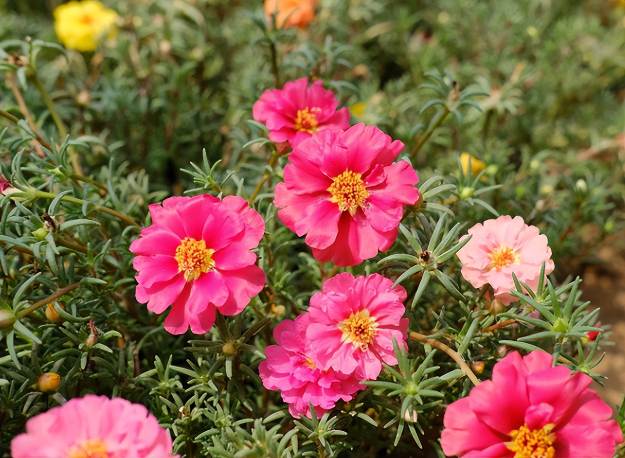 Pay attention to the cultivation of perennial sunflower, the temperature is low and it will not