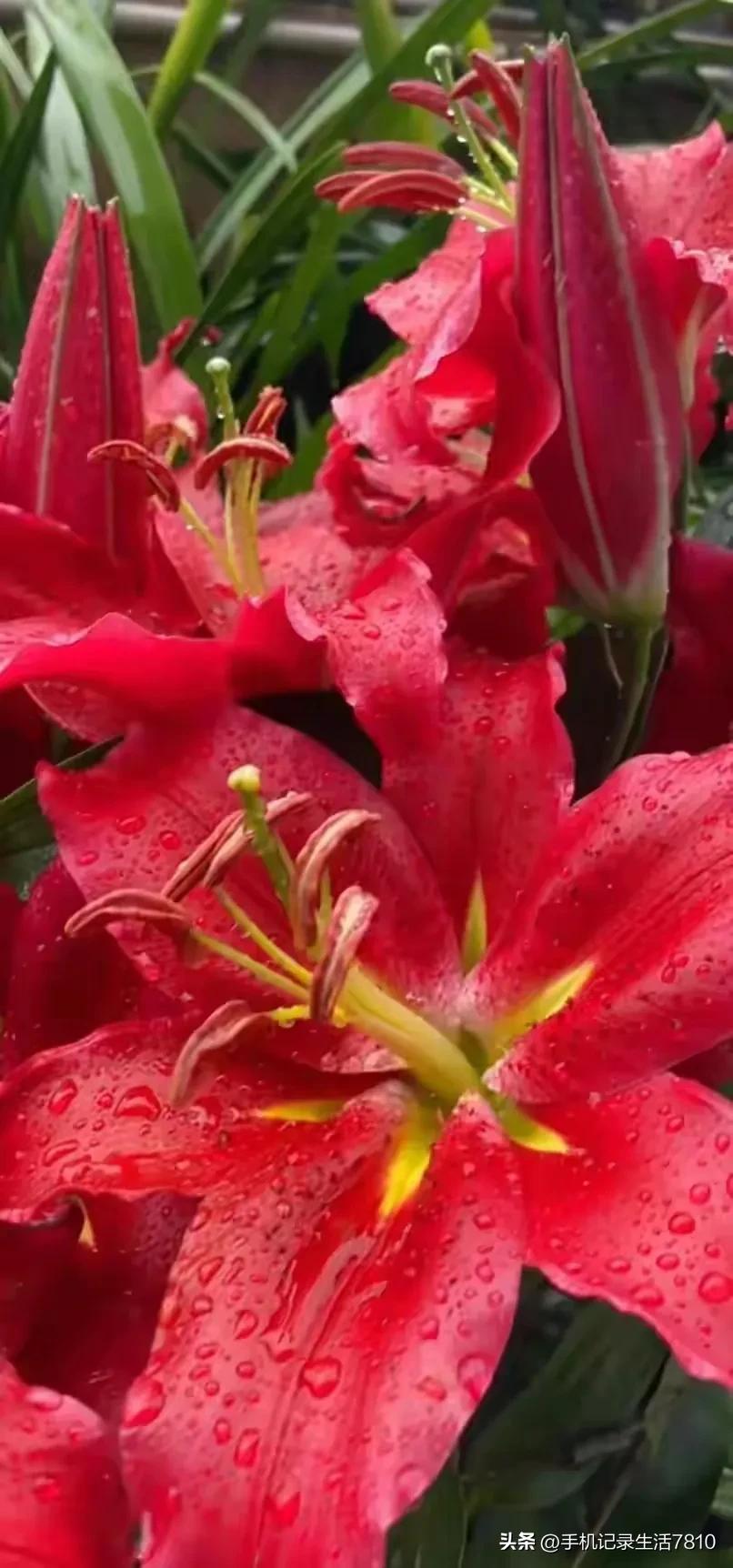 Lilies are fragrant and fragrant, and may all good things come ...