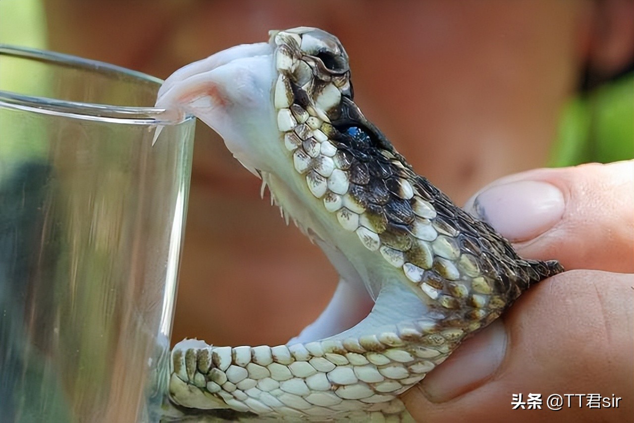 What a surprise!King cobras are immune to the venom of other venomous