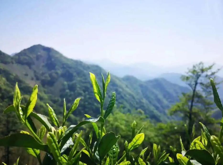 年紀越大,越愛喝茶?提醒:條件再好,這3種茶能不喝就不喝