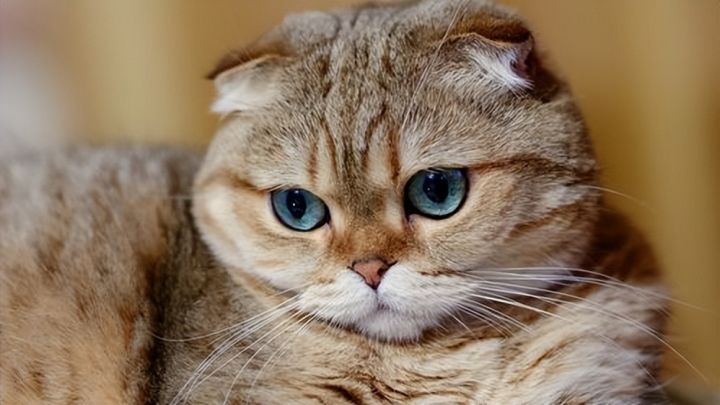 Pictures and names of foreign cat breeds - iMedia